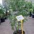 Vitex Agnus Castus 80-100 cm buy online UK.