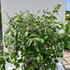 vacmcb 80-100 cm buy online UK.