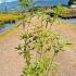 A fragrant shrub with striking purple flowers and aromatic foliage perfect for attracting pollinators