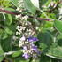Vitex Agnus-Castus Magical Chicagoland Blues