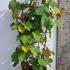 Vitis Coignetiae Crimson Glory Vine 1.3-1.5 m buy online UK.