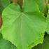 Vitis Coignetiae Sunningdale Crimson Glory Vine