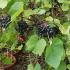 Vitis Schuyler black grape vines 5-7 years old and producing fruit. Buy online with UK delivery.