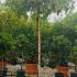 Vitis Schuyler Grape 2.1-2.2 m buy online UK.