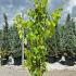 Vitis Vinifera Blanc 1.75-2 m buy online UK.