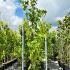 Vitis Vinifera Blanc 2-2.5 m buy online UK.