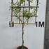 vvb 1.5 m buy online UK.