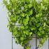 Vitis Vinifera Blanc 1.2 m buy online UK.