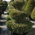 Large Wedding Cake topiary trees made from Yew, botanical name Taxus Baccata buy online with UK wide delivery.
