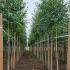 Weeping Silver Birch Tree - Full Standard 3.5-4 m buy online UK.