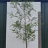 birchw 5-5.5 m buy online UK.