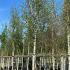 Weeping Silver Birch Tree - Full Standard 7-7.5 m buy online UK.