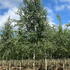 birchw 4-5 m buy online UK.