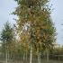 birchw 5-6 m buy online UK.