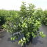 wbr 1-1.25 m buy online UK.