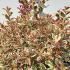 Weigela Florida All Summer Monet Variegated 40-60 cm buy online UK.