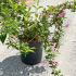 Weigela le Printemps  40-60 cm buy online UK.
