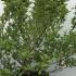 Weigela Red Prince 80-100 cm buy online UK.