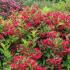 Weigela Red Prince is a compact, attractive, deciduous shrub with amazing carmine red tubular flowers in late Spring. The spectacular blooms attract pollinators, for sale online UK.