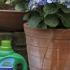 Westland Hydrangea Feed 1 litre   buy online UK.