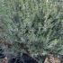 Westringia Fruticosa Coastal Rosemary 80-100 cm buy online UK.