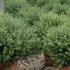 Westringia Fruticosa Coastal Rosemary 60-80 cm buy online UK.