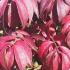 Euonymus Alatus Compactus close up of autumn leaves, buy online London UK