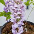 Wisteria Okayaama