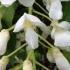 Wisteria Brachybotrys Shiro Kapitan