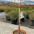 Wisteria Brachybotrys Shiro Kapitan 90-100 cm buy online UK.