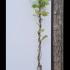 Wisteria Brachybotrys Shiro Kapitan 1.75-2 m buy online UK.