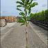 Wisteria Floribunda Alba 1.6-1.9 m buy online UK.