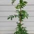 Wisteria Floribunda Alba 1-1.25 m buy online UK.