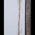 Wisteria Floribunda Blue Moon Climber 1.75-2 m buy online UK.