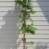 Wisteria Floribunda Burford 1.75-2 m buy online UK.
