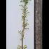 Wisteria Floribunda Caroline Climber 1.75-2 m buy online UK.