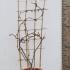 Wisteria Floribunda Caroline Climber 1.3-1.5 m buy online UK.