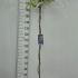 Wisteria Floribunda Domino 1.75-2 m buy online UK.