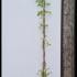 Wisteria Floribunda Honbeni 1.75-2 m buy online UK.