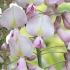 Wisteria Floribunda Honbeni, prolific climbing plant to buy online, London garden centre, UK.