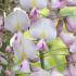 Wisteria Floribunda Honbeni, prolific climbing plant to buy online, London garden centre, UK.
