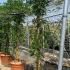 Wisteria Floribunda Macrobotrys 1.6 m buy online UK.