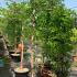 Wisteria Floribunda Macrobotrys 1.6 m buy online UK.