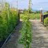 Wisteria Floribunda Macrobotrys 2-2.5 m buy online UK.