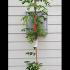 Wisteria Floribunda Macrobotrys 1.5-2 m buy online UK.