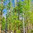 Wisteria Floribunda New Blue Fountain 4-4.5 m buy online UK.