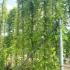 Wisteria Floribunda New Blue Fountain 3-3.5 m buy online UK.