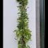 Wisteria Floribunda Rosea 3-3.5 m buy online UK.