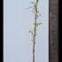 Wisteria Floribunda Violacea Plena 1.75-2 m buy online UK.