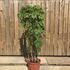 wfi 1.3-1.5 m buy online UK.